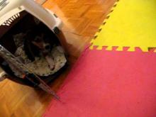 Embedded thumbnail for Cricket Kennel Training