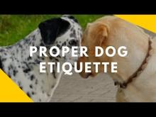 Embedded thumbnail for Proper Dog Etiquette