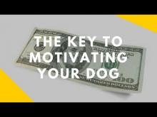 Embedded thumbnail for The Key to Motivating Your Dog when Training